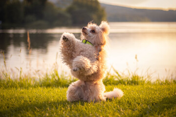dog in the grass