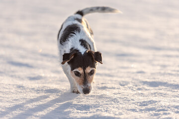 Small cute 9 years old frozen Jack Russell Terrier dog is going over a snowy meadow in winter.