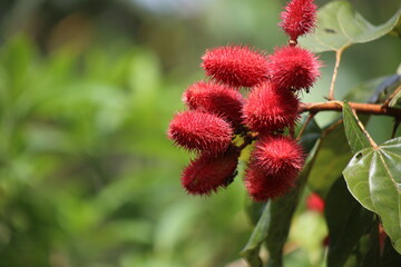 Close up of the red fruits of an achiote tree, Bixa orellana, or anatto tree against a green background