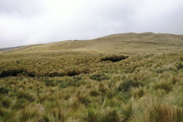 Obraz premium View of dry yellow, green grasses covering a small hill in the Andes of Ecuador