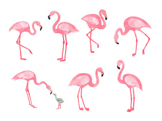 Set of watercolor flamingos isolated on white. Vector illustration of  beautiful flamingo birds. - obrazy, fototapety, plakaty