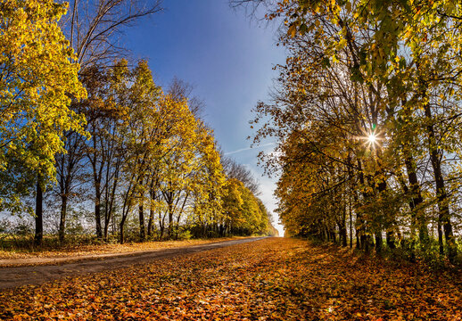 Road through the autumn forest. Fallen leaves of trees in autumn..