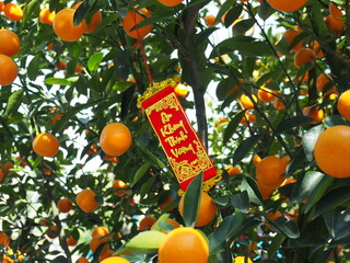 新年の風景　ベトナム　ダナン