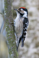 Lesser spotted woodpecker