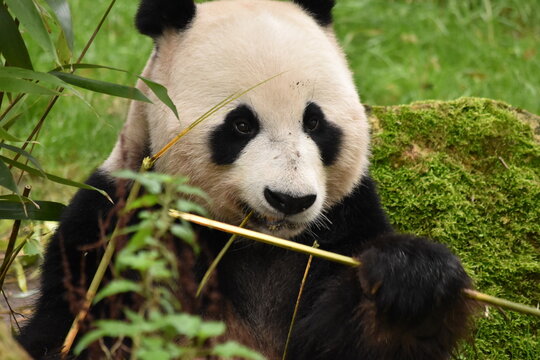 Giant panda eating bamboo © Eefje