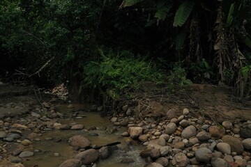 A small tropical stream in the amazon rainforest