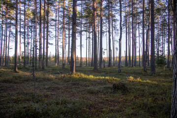 Northern forest at sunset in late autumn, Leningrad region