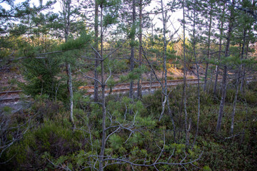 Northern forest at sunset in late autumn, Leningrad region