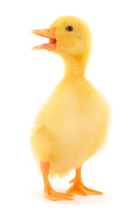 Little cute duckling.
