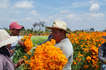 Group of farmers collecting orange marigold flowers from a field on a sunny day