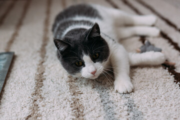 Beautiful cat lying on floor, low angle shot