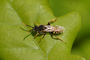 Nomada on a leaf. Subfamily cuckoo bees (Nomadinae), family Apidae. A Gooden's Nomad Bee (Nomada goodeniana). In a Dutch garden. May 
