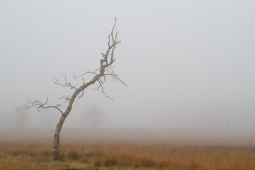 Dead Birch tree on a field with Purple moor grass on a cold and misty day