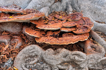 Polypores or conks, parasitic mushrooms on ficus tree roots 