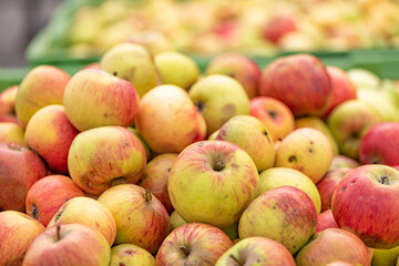 Many ripe fall apples in a container in autumn