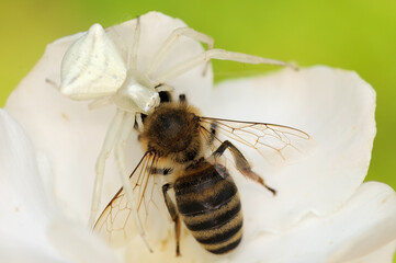 Thomisus onustus spider vs apis mellifera bee
