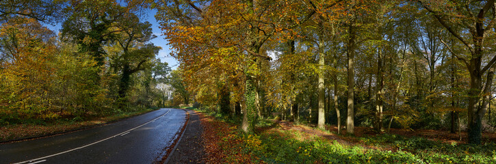 Road through Forest