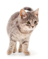 Obraz premium Small gray kitten.