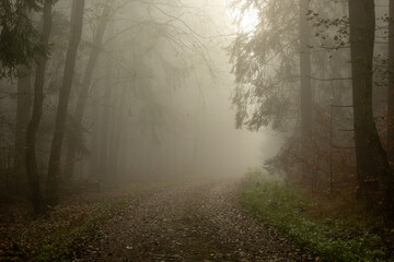 Forest in foggy day