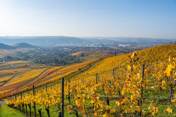 Vineyards between Kappelberg and Rotenberg in Stuttgart - Beautiful landscape scenery in autumn -...