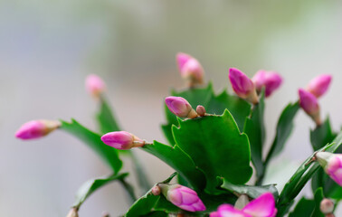 Obraz premium Pink Schlumbergera, Christmas cactus or Thanksgiving cactus on white background. Close up. Copy space.