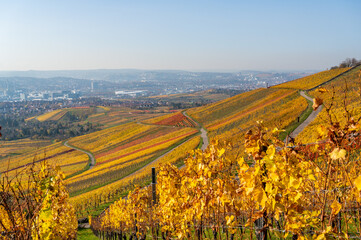 Vineyards between Kappelberg and Rotenberg in Stuttgart - Beautiful landscape scenery in autumn - Aerial view over Neckar Valley, Baden-Württemberg, Germany