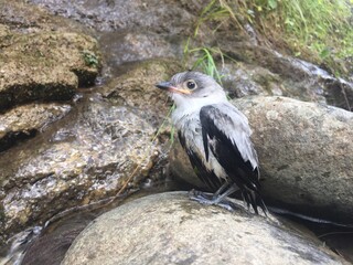 Fototapeta premium A small heron that has been injured and has been found alongside a road