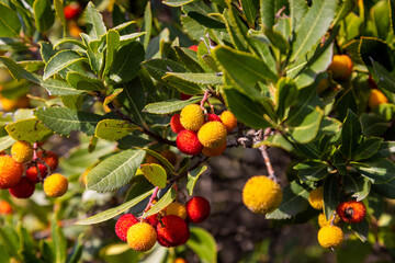 Fruits of the strawberry tree from Mljet island, Croatia