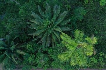 Aerial view or top view, looking down at different species of palm trees with dark and light green leaves
