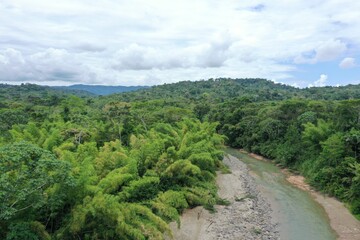 Aerial view over a tropical river lined with bamboo and different colors of green