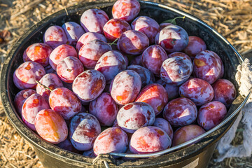 ripe blue plum fruits close-up macro. Harvesting in fall. Background texture
