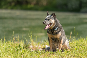 Friendly Cute Obedient old australian cattle dog is posing in front of water.