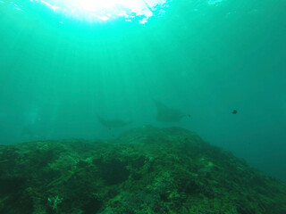 Fototapeta na wymiar underwater view of a reef