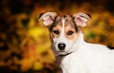cute puppy looking at the camera in autumn
