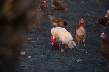Huhn, Fortpflanzung, Bio, Freiland, Haltung, Freilandhaltung, Landwirtschaft, Boden, Hühner, Legehennen, Öko