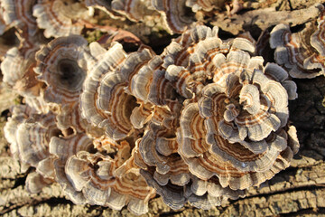 Brown and gray turkey tail mushrooms in bright sun at Campground Woods in Des Plaines, Illinois