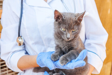 Veterinarian with stethoscope holding and examining gray kitten. Close up of young cat getting check up by vet doctor hands. Animal care and pet treatment concept.