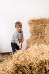 Naklejka na ściany i meble little three year old boy sweeping hay with a broom at the farm. the child helps the parents with the housework.