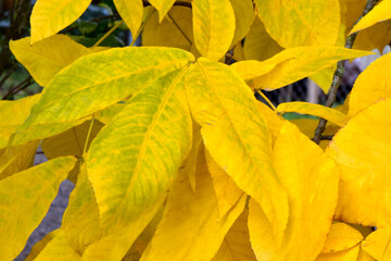 Yellow Magnolia Leaf Trio 02