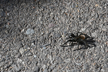 Black tarantula sitting on a stone path in Arizona in the US
