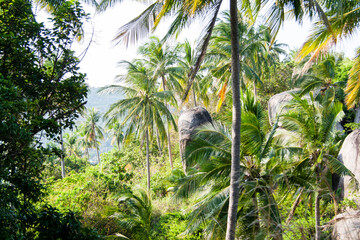 palm trees in the forest