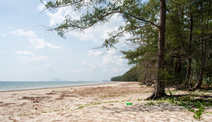 where the beach and the forest meet