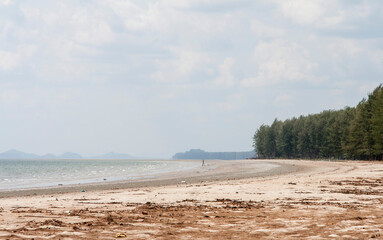 the beach and the forest