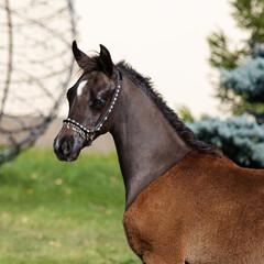 Portrait of a beautiful young black arabian horse on natural background, foal's head closeup