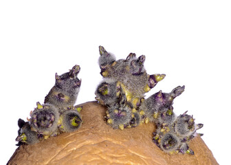 Potato sprout macro shot