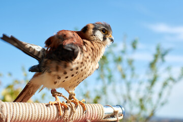 Beautiful shot of an American kestrel bird on a blue sky background