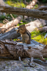 Squirrel on a tree eating a mushroom