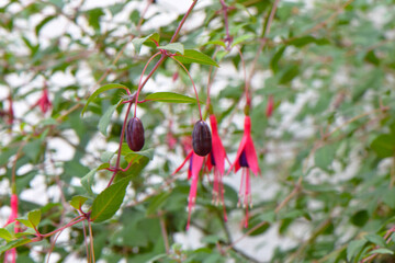 Fuchsia Berry Duo 01