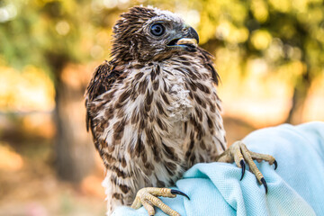 Bird of prey nesting golden eagle in hand of poachers concept of ruining bird's nests