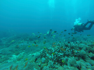 Fototapeta na wymiar scuba diver and coral reef